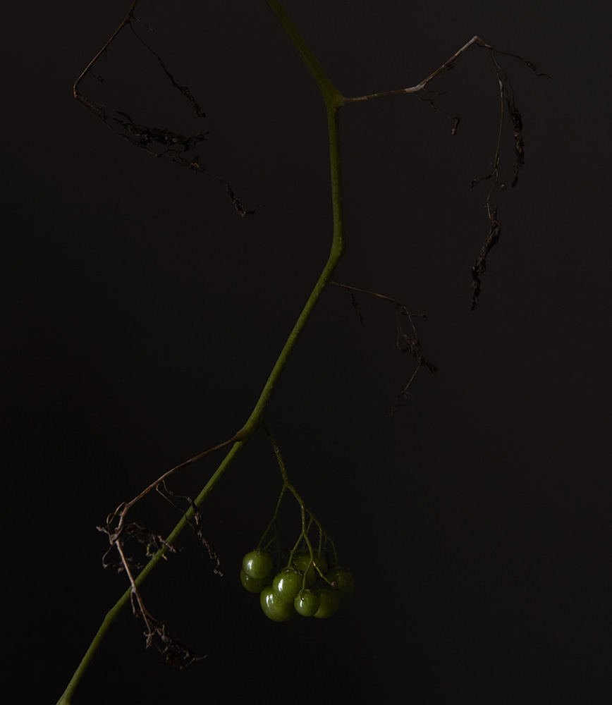 071918_Plants_0398a_cbs